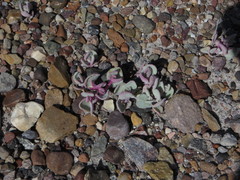 Atriplex saccaria