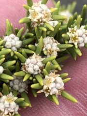 Phylica wittebergensis