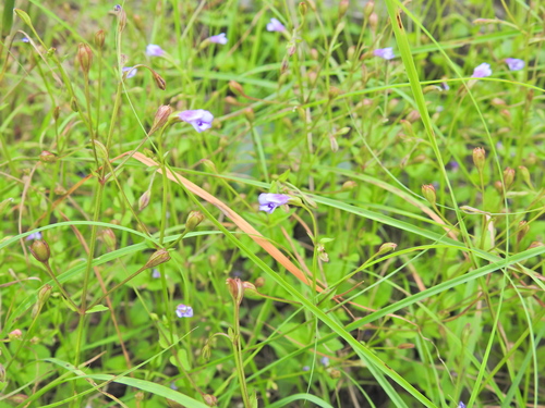 Torenia crustacea (Torenia crustacea)