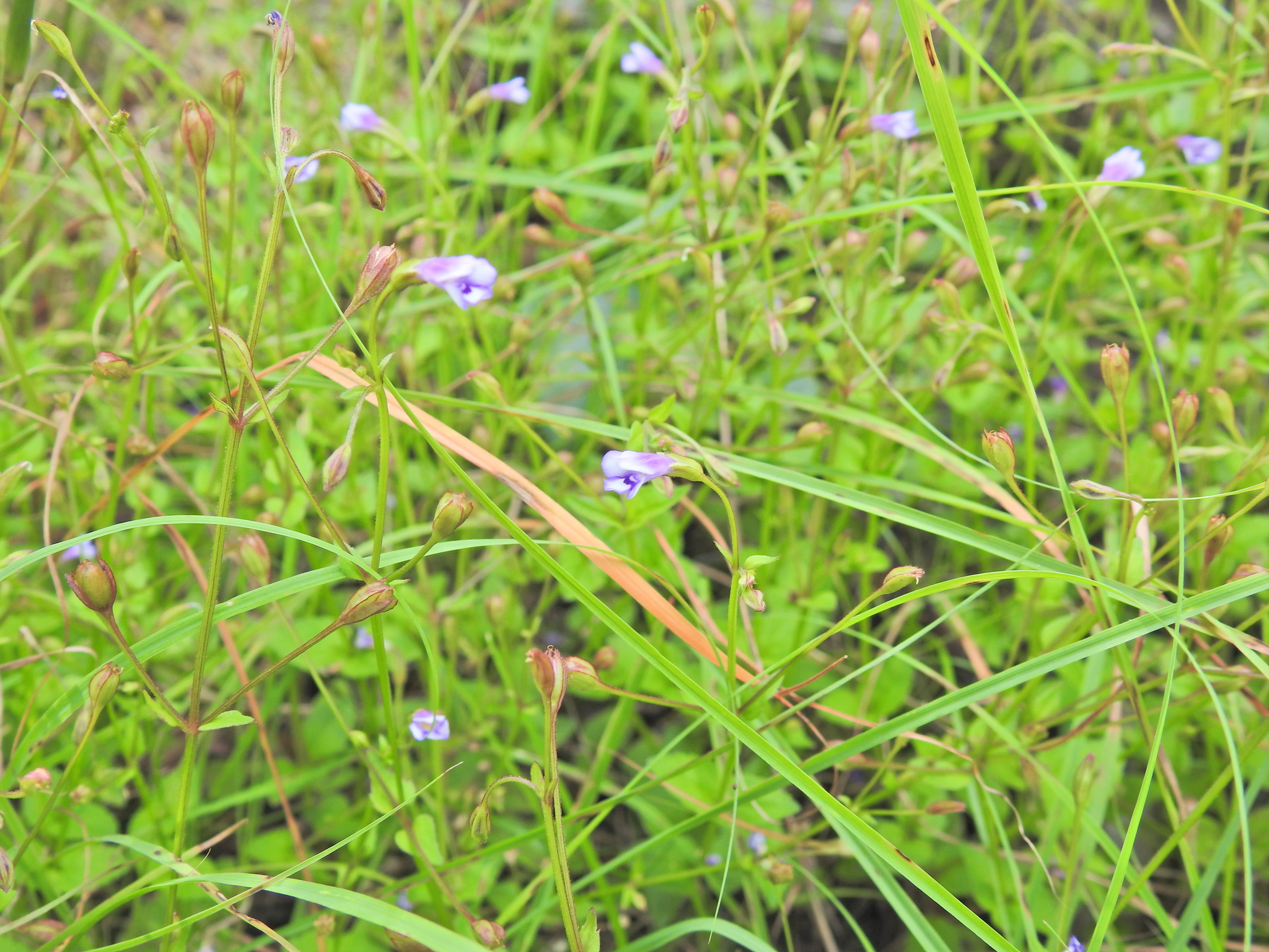Torenia Crustacea (Torenia crustacea)