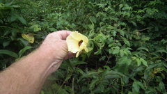 Hibiscus tiliaceus