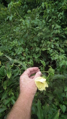 Hibiscus tiliaceus