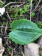 Calypso bulbosa