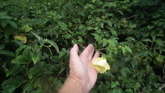 Hibiscus tiliaceus