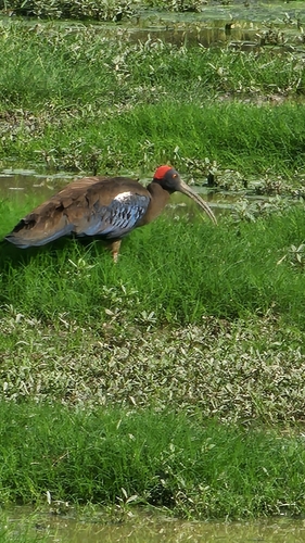 Red-naped Ibis