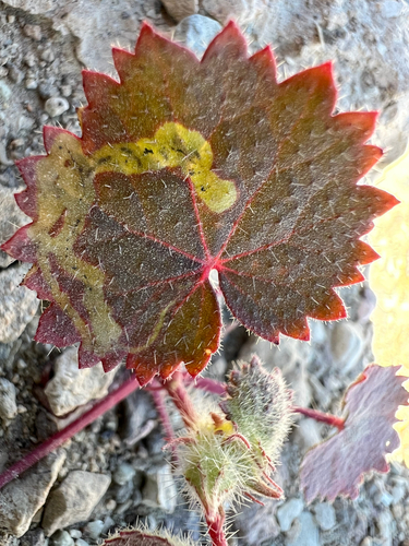Unknown species found near Death Valley National Park, Inyo County, US-CA, US