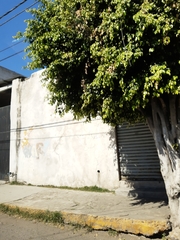 Ficus benjamina