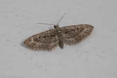 Eupithecia longidens