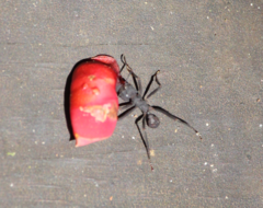 Acromyrmex volcanus