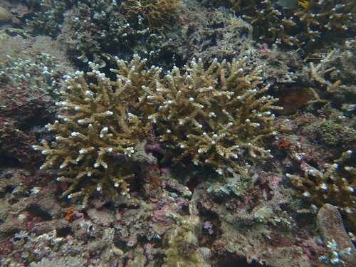 Isopora brueggemanni observed 2026-03-15