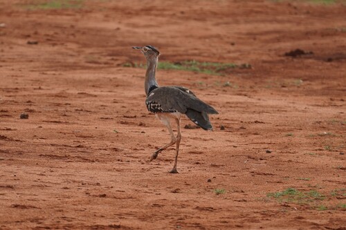 Kori Bustard