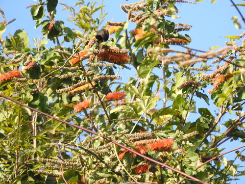Combretum farinosum
