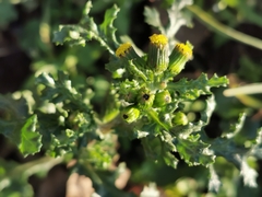 Senecio vulgaris
