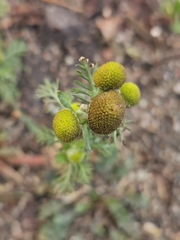 Matricaria discoidea