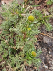 Matricaria discoidea