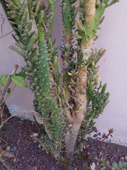 Opuntia