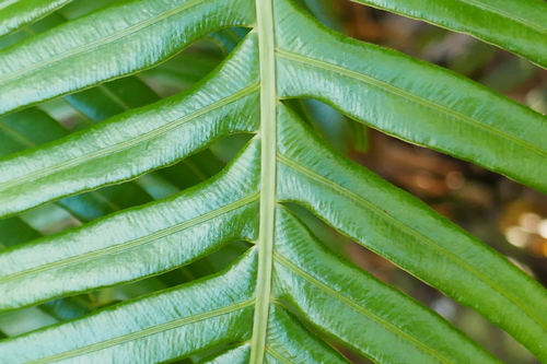 Lomaridium attenuatum image