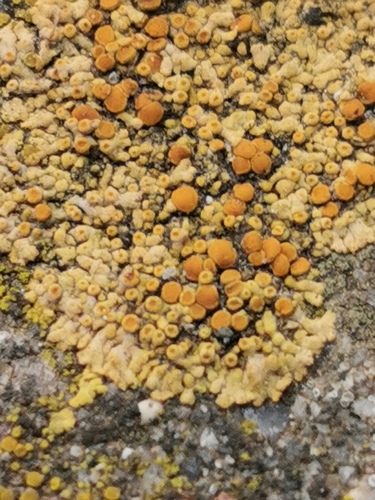 Representative image of Calogaya pusilla