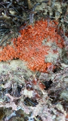 Metandrocarpa dura