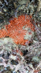 Metandrocarpa dura