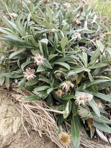 Celmisia lindsayi
