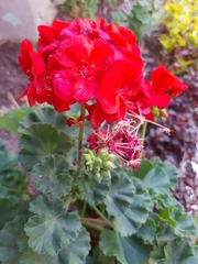 Pelargonium × hybridum