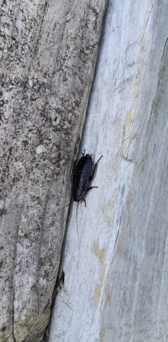 Large Black Kekerengu photo 5