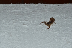 Centruroides tecomanus