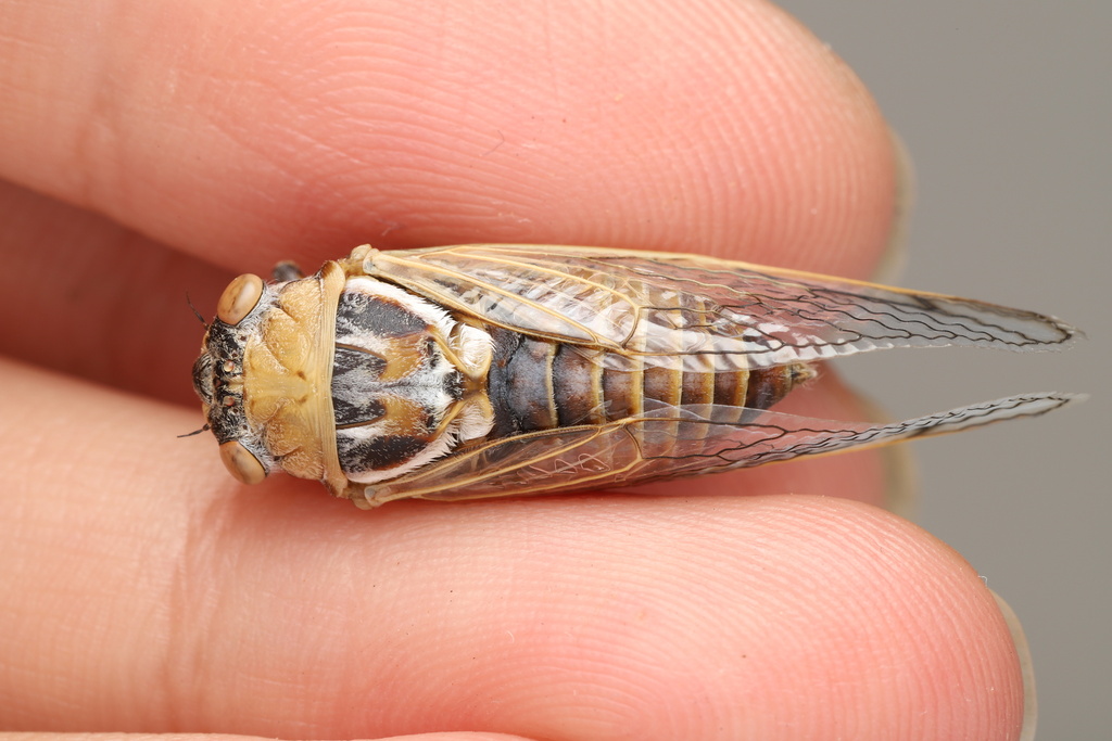 Cane Grass Buzzer