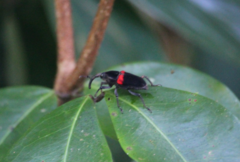 Cactophagus sanguinolentus