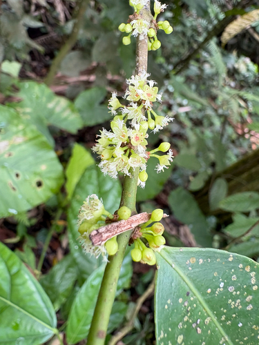 Gynotroches axillaris observed 2026-03-16