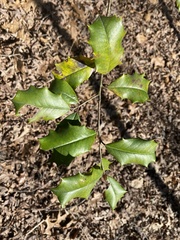 Ilex opaca opaca