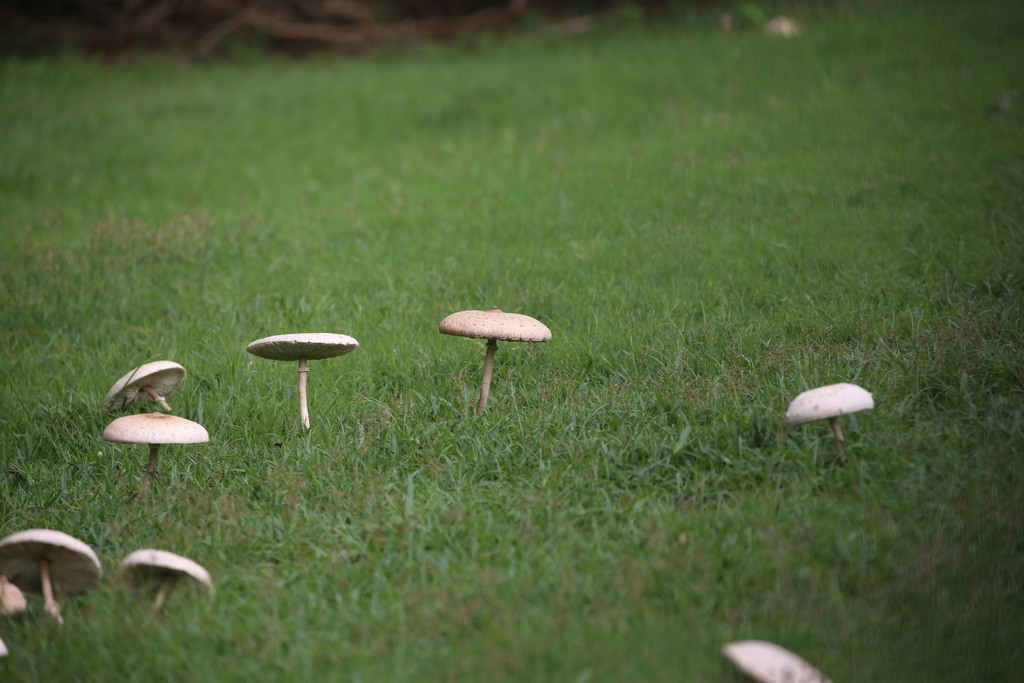 Chlorophyllum molybdites · March 2026 · photo: © martin487 (iNaturalist, cc-by)