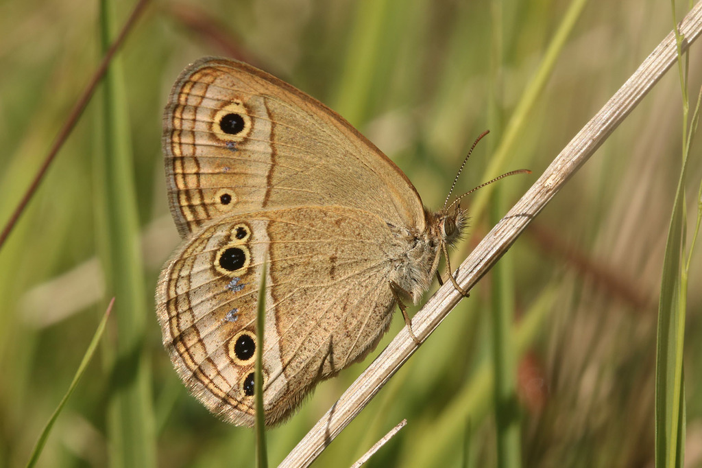 Stegosatyrus periphas