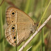 Stegosatyrus periphas - Photo (c) Holger Braun, some rights reserved (CC BY), uploaded by Holger Braun