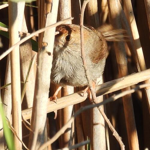 Neddicky (Cisticola fulvicapilla), photo 3