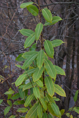 Salix triandra