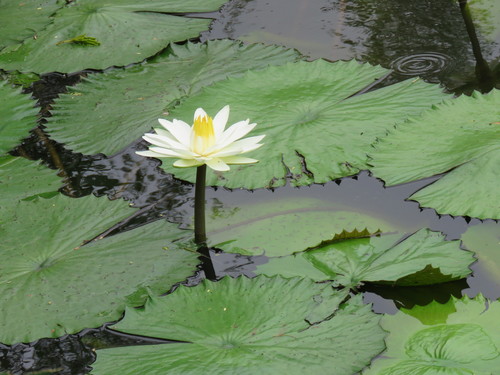 Egyptian white water-lily