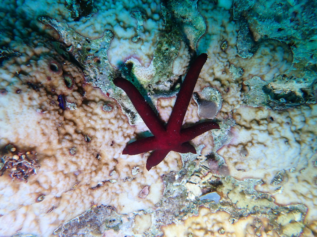 Luzon seastar