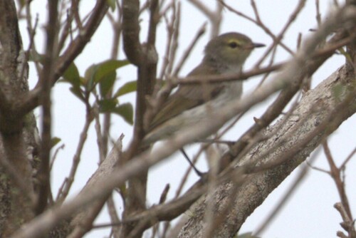 Mangrove Gerygone (Gerygone levigaster)