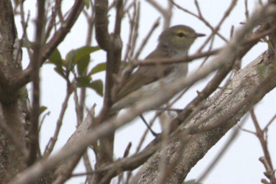 Mangrove Gerygone (Gerygone levigaster), photo 1