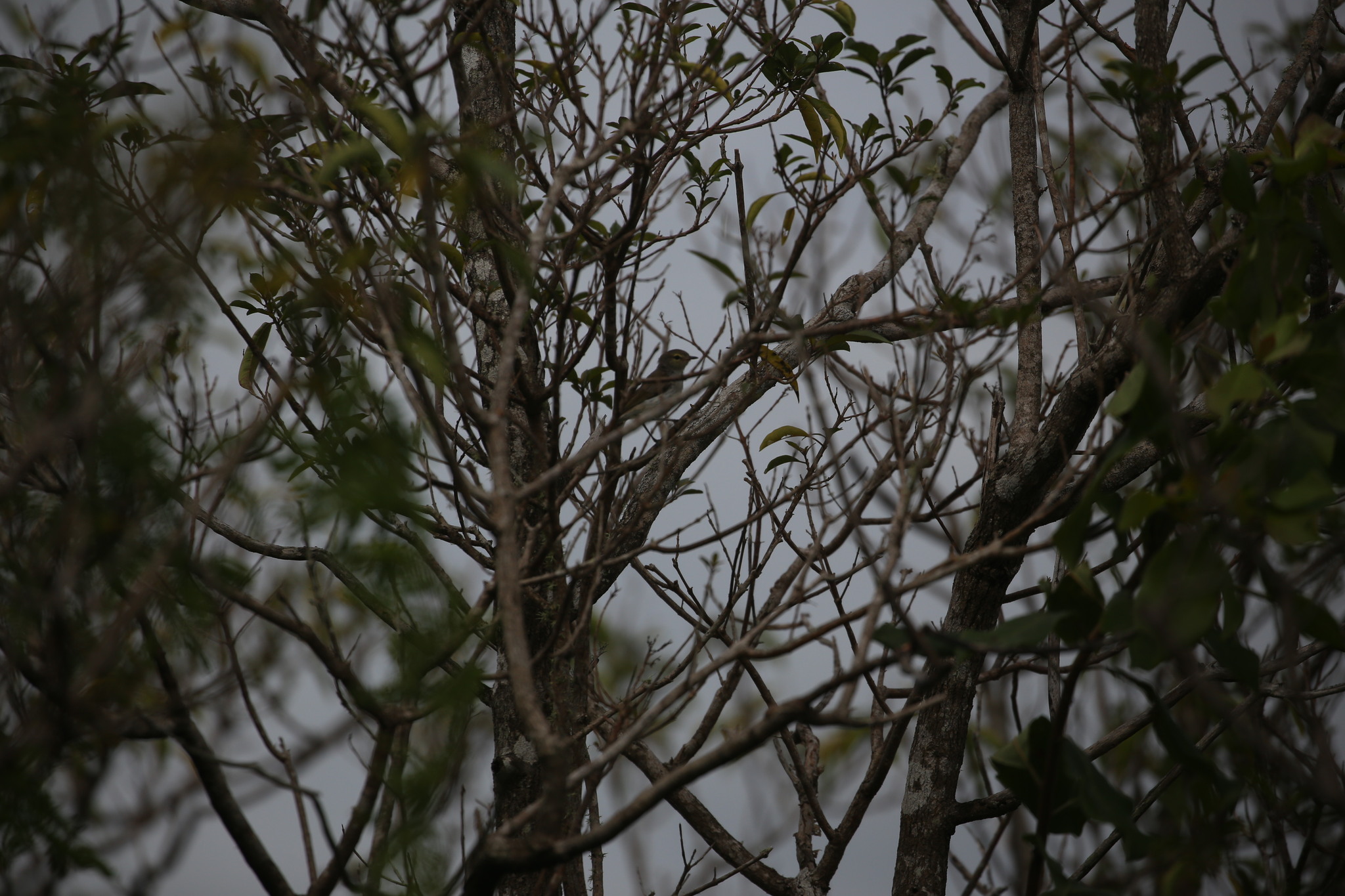 Mangrove Gerygone (Gerygone levigaster), photo 2
