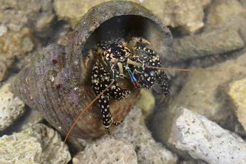 Clibanarius cruentatus observed 2026-03-16