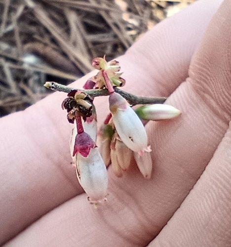 Southern Dwarf Blueberry (Vaccinium tenellum)