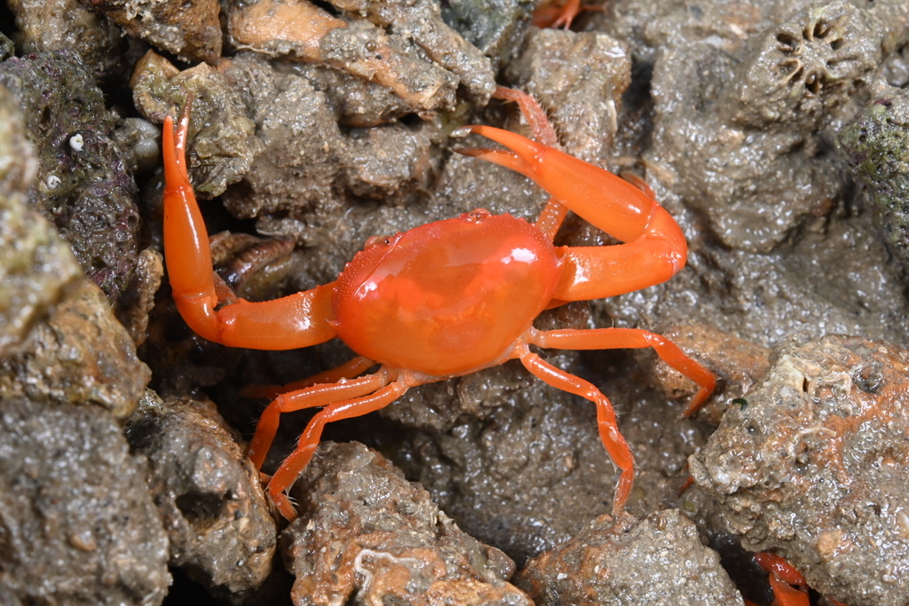 Catoptrus nitidus