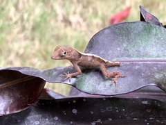 Anolis cybotes