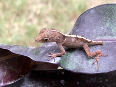 Anolis cybotes