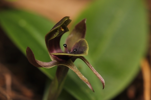 large bird-orchid (Chiloglottis valida)