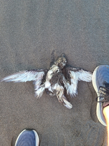Mottled Petrel (Pterodroma inexpectata)
