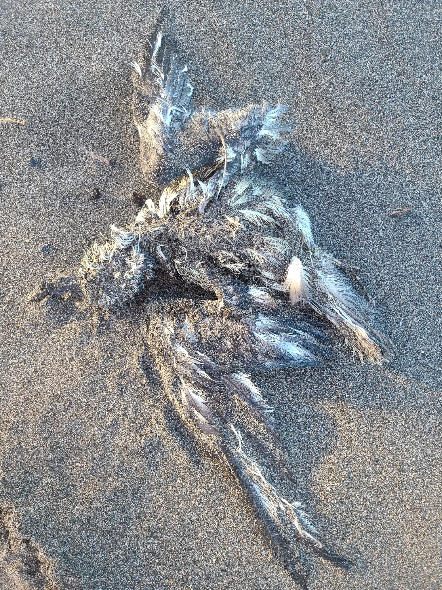 Mottled Petrel (Pterodroma inexpectata), photo 2